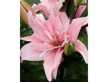 ����� �����.jpg