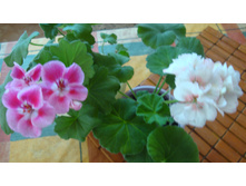 ������ �������� PAC Flower Fairy Rose � Edwards Ellegance