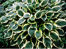 ����� �� ���� 90�