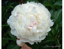 ����  ����� ����� 238,8�.jpg