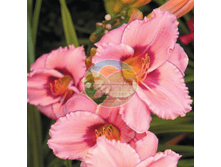 �������� ������� �������.png