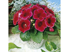 ���������   ������ �� ���  3�� 176,4�.jpg