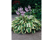 ���� ���� ���� 84�