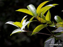 ������� ������ ������� �����.jpg