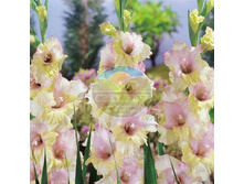 ��������� ��� ���� 12.jpg