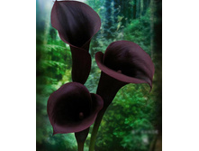 ����� ������������ 288� 3��.jpg