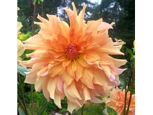 �������� ��� ������ 90�