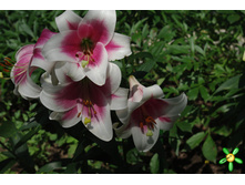 ����� ���������� 5�� 174�.jpg