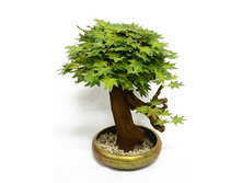 �� 30/2�/06 - 1250