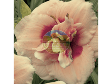 �������� �-�����-�.png