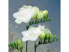 ������  �������� ����� 10�� 74,4�.jpg