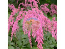 �������� �������������� (��������).jpg