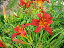 �������� Sammy russell