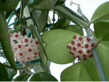 Hoya-kerrii_flowers_op.jpg