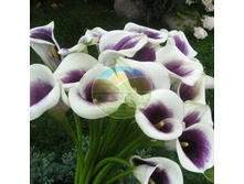 ����� ������� 12.jpg