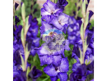 ��������� ��������� 12.jpg