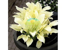 ����� ���� ������.jpg