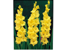 ��������� ���� ���� 90�.jpg