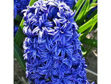 ������� ������� �����.jpg