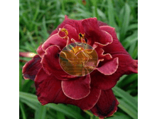 �������� ������ ������.png