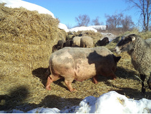 ���� ��������