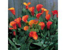 ����� ����� 14.jpg