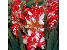 ��������� ������ 12.jpg