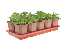 ����� � ������� 10�� �-1010 0.3�. 102�.jpg