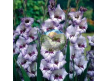 ��������� ���� ���� 12.jpg