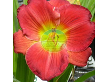 �������� ������� �����.jpg