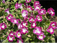 ������� ��. ����.jpg