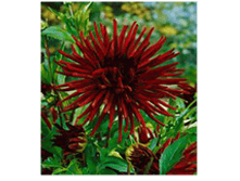 �������� ��� � ��� 84�