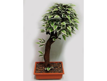 �� 50/08�/� - 2455