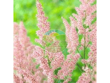 �������� ��� ��� �����.png