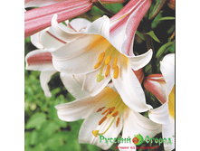 54d89d9713ee1_lilii_regale_giganteum_trubchataya.png