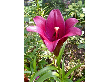 ����� ����� 5�� 270�