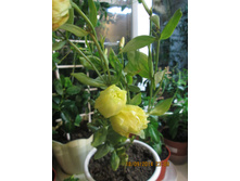 ������� IMG_1284.JPG