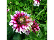 �������� �����.jpg