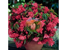 ������� ������ ����.jpg