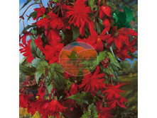 ������� ������ ���.jpg