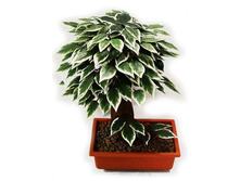 �� 35/08 (�) - 2116