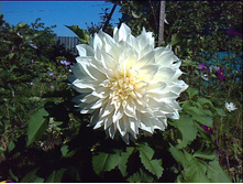 �������� ���� �������� 84�