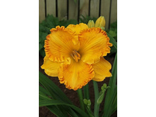 �������� ����� ������ 262,8�