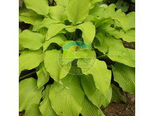 ����� ��� ����.jpg