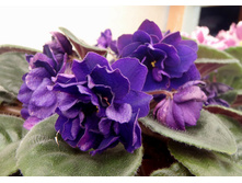 ��-������ ���������.jpg