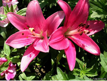 ����� ������.jpg