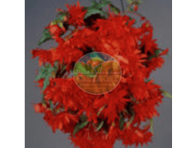 ������� �����.png