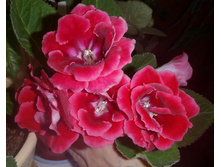 ������� ��������.jpg