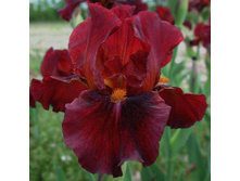 ���� ��� ������ 130,8�