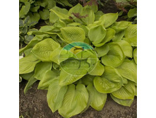 ����� ��� ��� ��������.jpg